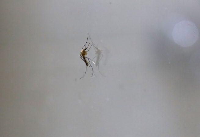 Fumigación no es suficiente contra el dengue: SSM