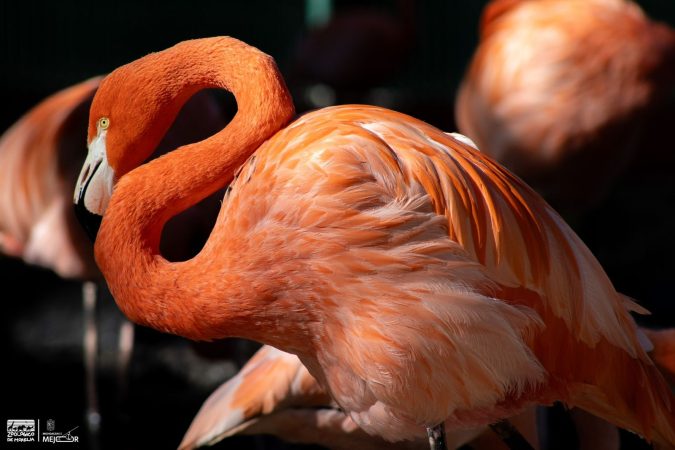 Más de 70 flamencos engalanan el Zoológico de Morelia ¡Ve a conocerlos!