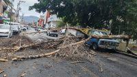 Lluvia y fuertes vientos provocan caída de árbol en la colonia Eréndira de Morelia 
