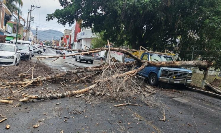 Lluvia y fuertes vientos provocan caída de árbol en la colonia Eréndira de Morelia