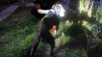 FGE rescata a canino en condiciones de abandono durante cateo en Tarímbaro; refuerza acciones de protección animal 