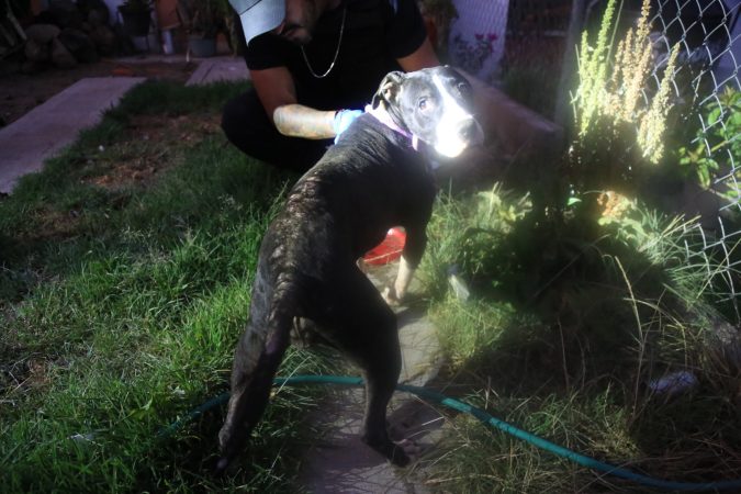 FGE rescata a canino en condiciones de abandono durante cateo en Tarímbaro; refuerza acciones de protección animal