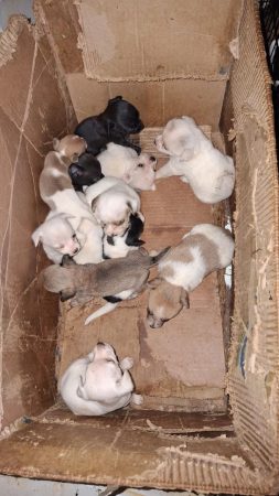 En cateos realizados en Marcos Castellanos, asegura FGE a 117 caninos y 10 felinos víctimas de maltrato animal
