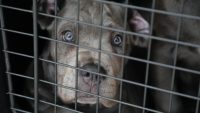 FGE investiga venta ilegal de seres sintientes; rescatan a 8 cachorros y ponen a disposición a dos personas 