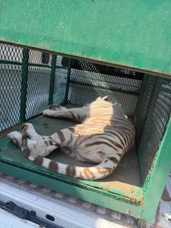 Rescata FGE ejemplar de tigre de bengala cachorro durante cateo en Ecuandureo