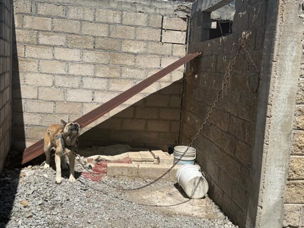 Asegura FGE ejemplar canino durante cateo por presunto maltrato animal en Zitácuaro