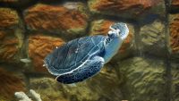 Zoológico de Morelia refrenda compromiso con la conservación de la tortuga marina 
