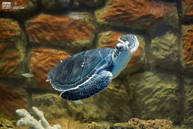Zoológico de Morelia refrenda compromiso con la conservación de la tortuga marina